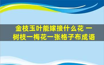 金枝玉叶能嫁接什么花 一树枝一梅花一张格子布成语